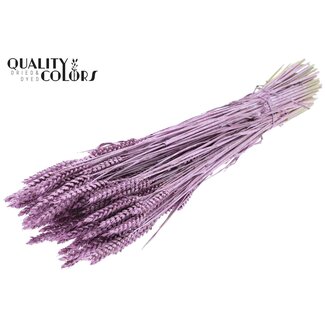 QC Dried Wheat | Colour: Metallic Pink | Triticum Dried Flowers | Length ± 60 centimetres | Weight 220 grams | Per bunch