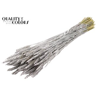QC Getrockneter Weizen | Farbe: Silberfarben | Triticum Trockenblumen | Länge ± 60 Zentimeter | Gewicht 220 Gramm | Pro Bund