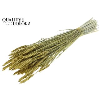 QC Dried Wheat | Colour: Metallic Yellow | Triticum Dried Flowers | Length ± 60 centimetres | Weight 220 grams | Per bunch