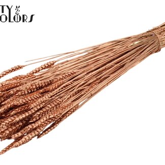 QC Blé Séché | Couleur : Cuivré | Fleurs Séchées de Triticum | Longueur ± 60 centimètres | Poids 220 grammes | Par bouquet