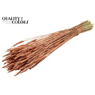 QC Dried Wheat | Colour: Copper | Triticum Dried Flowers | Length ± 60 centimetres | Weight 220 grams | Per bunch