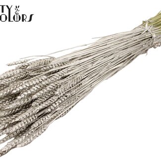 QC Getrockneter Weizen | Farbe: Platinfarben | Triticum Trockenblumen | Länge ± 60 Zentimeter | Gewicht 220 Gramm | Pro Bund