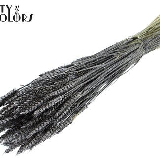 QC Gedroogde Tarwe | Kleur: Metallic Grafiet | Triticum Droogbloemen | Lengte ± 60 centimeter | Gewicht 220 gram | Per bos