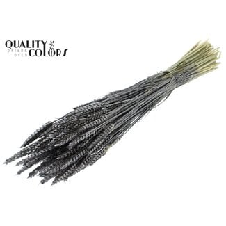 QC Dried Wheat | Colour: Metallic Graphite | Triticum Dried Flowers | Length ± 60 centimetres | Weight 220 grams | Per bunch