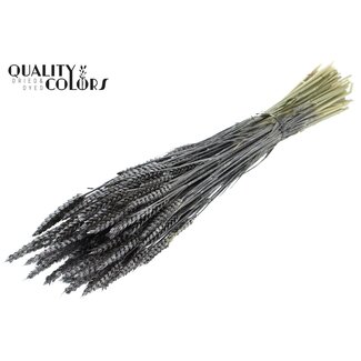 QC Getrockneter Weizen | Farbe: Metallic Graphit | Triticum Trockenblumen | Länge ± 60 Zentimeter | Gewicht 220 Gramm | Pro Bund