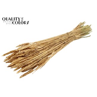 QC Getrockneter Weizen | Farbe: Antik Goldfarben | Triticum Trockenblumen | Länge ± 60 Zentimeter | Gewicht 220 Gramm | Pro Bund