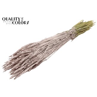 QC Blé Séché | Couleur : Champagne | Triticum Fleurs Séchées | Longueur ± 60 centimètres | Poids 220 grammes | Par bouquet