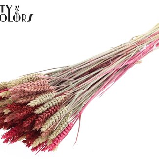 QC Gedroogde Tarwe “Lady Mix” | Kleur: Gemengde Kleuren | Triticum Droogbloemen | Lengte ± 60 centimeter | Gewicht 220 gram | Per bos