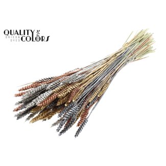 QC Gedroogde Tarwe “Metallic Marmer Mix” | Kleur: Gemengde Kleuren | Triticum Droogbloemen | Lengte ± 60 centimeter | Gewicht 220 gram | Per bos