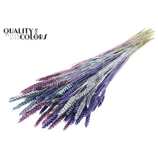 QC Dried Wheat "Metallic Galaxy Mix" | Colour: Mixed Colours | Triticum Dried Flowers | Length ± 60 centimetres | Weight 220 grams | Per bunch