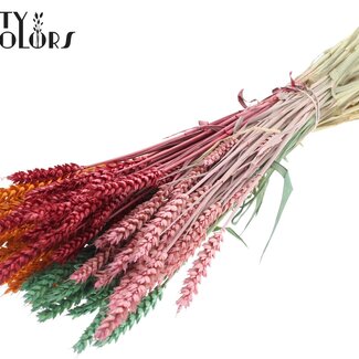 QC Getrockneter Weizen "Summer Sorbet" | Farbe: Gemischte Farben | Triticum Trockenblumen | Länge ± 60 Zentimeter | Gewicht 220 Gramm | Pro Bund