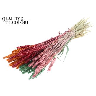 QC Dried Wheat “Summer Sorbet” | Colour: Mixed Colours | Triticum Dried Flowers | Length ± 60 centimetres | Weight 220 grams | Per bunch