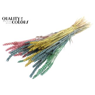 QC Getrockneter Weizen „Pastel Prism“ | Farbe: Gemischte Farben | Triticum Trockenblumen | Länge ± 60 Zentimeter | Gewicht 220 Gramm | Pro Bund