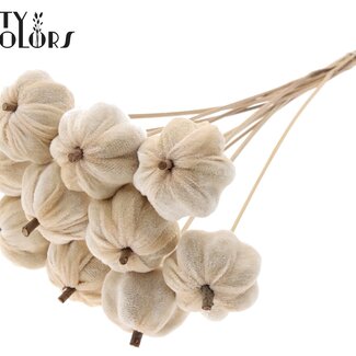 QC Citrouille en velours sur tige | Couleur : Blanc Naturel | Pique-citrouille | Diamètre de la citrouille 6 centimètres | Longueur ± 50 centimètres | 10 piques par bouquet