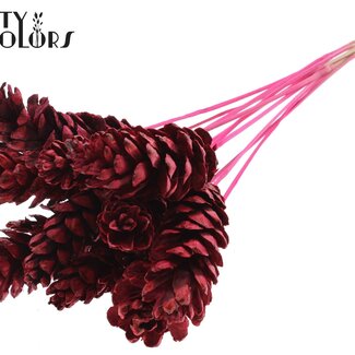 QC Pomme de pin Strobus sur tige | Couleur : Cerise | Pique à pomme de pin | Longueur ± 50 centimètres | 10 piques par bouquet