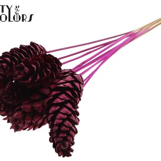 QC Strobus Pine Cone on Stick | Colour: Lilac | Pine Cone Pick | Length ± 50 centimetres | 10 picks per bunch