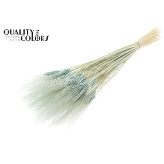 QC Dried Bleached Beard Wheat | Colour: Light Blue | Triticum Beard Dried Flowers | Length ± 70 centimetres | Weight 150 grams | Per bunch