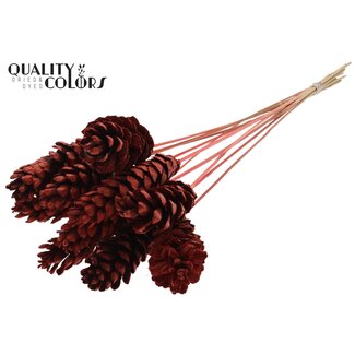QC Strobus Pine Cone on Stick | Colour: Coral-coloured | Pine Cone Insert Stick | Length ± 50 centimetres | 10 insert sticks per bunch