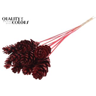 QC Strobus Dennenappel op stok | Kleur: Rood | Dennenappel Bijsteker | Lengte ± 50 centimeter | 10 bijstekers per bos