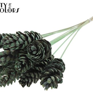 QC Strobus Dennenappel op stok | Kleur: Frosted Mintgroen | Dennenappel Bijsteker | Lengte ± 50 centimeter | 10 bijstekers per bos