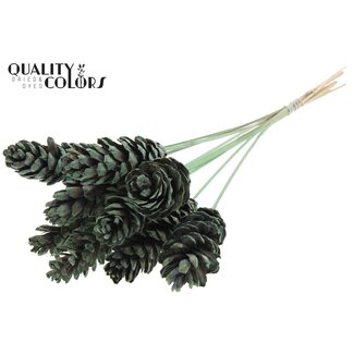 QC Strobus Pine Cone on Stick | Colour: Frosted Mint Green | Pine Cone Stick | Length ± 50 centimetres | 10 sticks per bunch