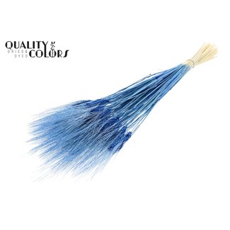 QC Getrockneter Gebleichter Bartweizen | Farbe: Blau | Triticum Bart Trockenblumen | Länge ± 70 Zentimeter | Gewicht 150 Gramm | Pro Bund