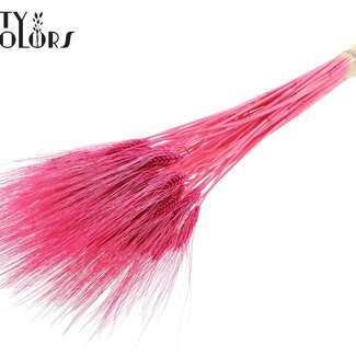 QC Blé Barbu Séché Blanchi | Couleur : Cerise | Triticum Barbu Fleurs Séchées | Longueur ± 70 centimètres | Poids 150 grammes | Par bouquet