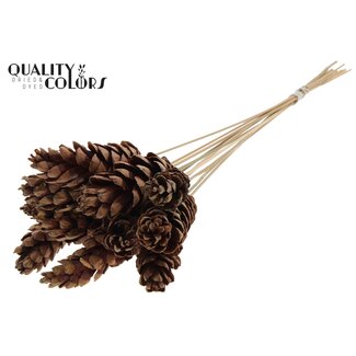 QC Strobus Pine Cone on Stick | Colour: Natural Brown | Pine Cone Pick | Length ± 50 centimetres | 10 picks per bunch