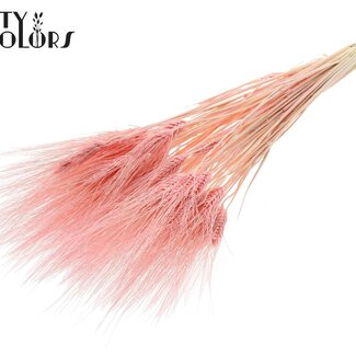 QC Gedroogde Gebleekte Baardtarwe | Kleur: Lichtroze | Triticum Beard Droogbloemen | Lengte ± 70 centimeter | Gewicht 150 gram | Per bos