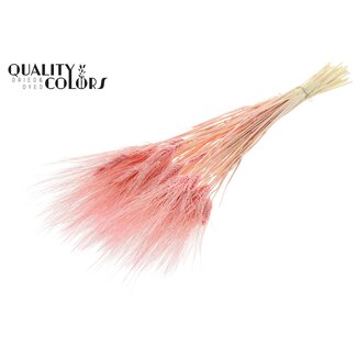 QC Gedroogde Gebleekte Baardtarwe | Kleur: Lichtroze | Triticum Beard Droogbloemen | Lengte ± 70 centimeter | Gewicht 150 gram | Per bos