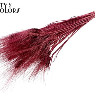 QC Dried Bleached Beard Wheat | Colour: Bordeaux Red | Triticum Beard Dried Flowers | Length ± 70 centimetres | Weight 150 grams | Per bunch