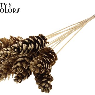 QC Pomme de pin Strobus sur tige | Couleur : Doré antique | Pique à pomme de pin | Longueur ± 50 centimètres | 10 piques par bouquet