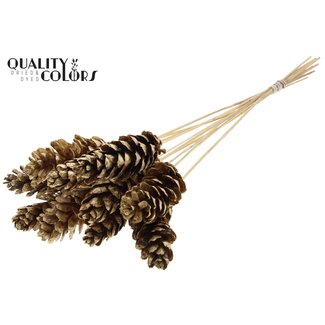 QC Strobus Pine Cone on Stick | Colour: Antique Gold | Pine Cone Stick | Length ± 50 centimetres | 10 sticks per bunch
