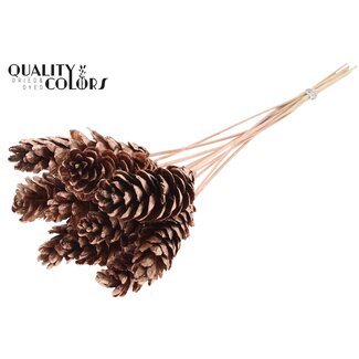 QC Strobus Pine Cone on Stick | Colour: Copper | Pine Cone Pick | Length ± 50 centimetres | 10 picks per bunch