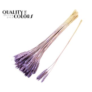 QC Getrockneter Weizen | Farbe: Frosted Milk Lila | Triticum Trockenblumen | Länge ± 55 Zentimeter | 3 Zweige pro Bündel | 25 Bündel pro Strauß | Pro Strauß