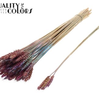 QC Gedroogde Tarwe | Kleur: Verloop Roze | Triticum Droogbloemen | Lengte ± 55 centimeter | 3 takjes per toefje | 25 toefjes per bos | Per bos
