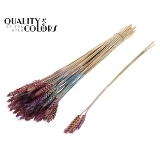 QC Getrockneter Weizen | Farbe: Verlauf Rosa | Triticum Trockenblumen | Länge ± 55 Zentimeter | 3 Zweige pro Bündel | 25 Bündel pro Strauß | Pro Strauß