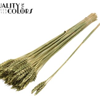 QC Gedroogde Tarwe | Kleur: Antiek Groen | Triticum Droogbloemen | Lengte ± 55 centimeter | 3 takjes per toefje | 25 toefjes per bos | Per bos