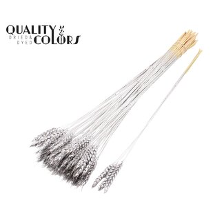 QC Getrockneter Weizen | Farbe: Silberfarben | Triticum Trockenblumen | Länge ± 55 Zentimeter | 3 Zweige pro Bündel | 25 Bündel pro Strauß | Pro Strauß