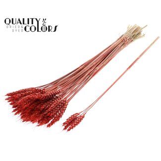QC Getrockneter Weizen | Farbe: Korallenfarbe | Triticum Trockenblumen | Länge ± 55 Zentimeter | 3 Zweige pro Bündel | 25 Bündel pro Strauß | Pro Strauß