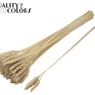 QC Blé Séché Blanchi | Couleur : Naturelle | Fleurs Séchées de Triticum | Longueur ± 55 centimètres | 3 brins par bouquet | 25 bouquets par botte | Par botte