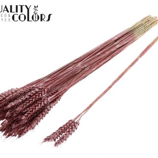 QC Getrockneter Weizen | Farbe: Metallic Rot | Triticum Trockenblumen | Länge ± 55 Zentimeter | 3 Zweige pro Bündel | 25 Bündel pro Strauß | Pro Strauß