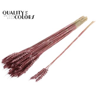 QC Getrockneter Weizen | Farbe: Metallic Rot | Triticum Trockenblumen | Länge ± 55 Zentimeter | 3 Zweige pro Bündel | 25 Bündel pro Strauß | Pro Strauß