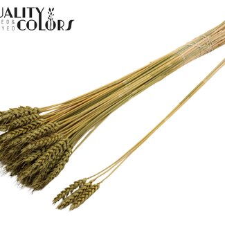 QC Getrockneter Weizen | Farbe: Olivgrün | Triticum Trockenblumen | Länge ± 55 Zentimeter | 3 Zweige pro Bündel | 25 Bündel pro Strauß | Pro Strauß