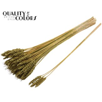 QC Gedroogde Tarwe | Kleur: Olijfgroen | Triticum Droogbloemen | Lengte ± 55 centimeter | 3 takjes per toefje | 25 toefjes per bos | Per bos