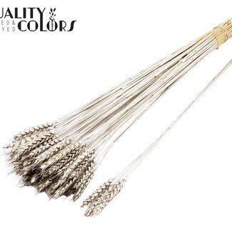 QC Blé Séché | Couleur : Platine | Fleurs Séchées de Triticum | Longueur ± 55 centimètres | 3 brins par bouquet | 25 bouquets par botte | Par botte