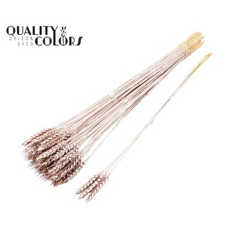 QC Getrockneter Weizen | Farbe: Champagnerfarben | Triticum Trockenblumen | Länge ± 55 Zentimeter | 3 Zweige pro Bündel | 25 Bündel pro Strauß | Pro Strauß