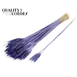 QC Getrockneter Weizen | Farbe: Metallic Lila | Triticum Trockenblumen | Länge ± 55 Zentimeter | 3 Zweige pro Bündel | 25 Bündel pro Strauß | Pro Strauß