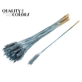 QC Gedroogde Tarwe | Kleur: Metallic Blauw | Triticum Droogbloemen | Lengte ± 55 centimeter | 3 takjes per toefje | 25 toefjes per bos | Per bos