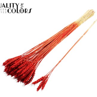 QC Gedroogde Tarwe | Kleur: Rood | Triticum Droogbloemen | Lengte ± 55 centimeter | 3 takjes per toefje | 25 toefjes per bos | Per bos